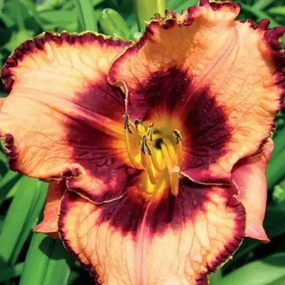 Лилейник Маделин Нетлз Айз