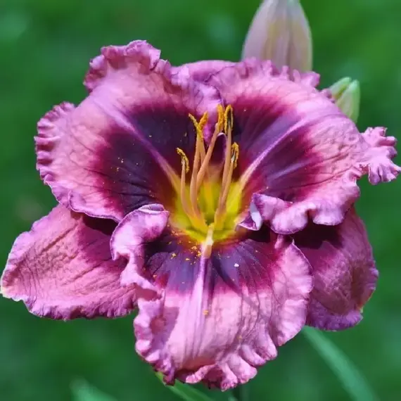 Лилейник Макбет