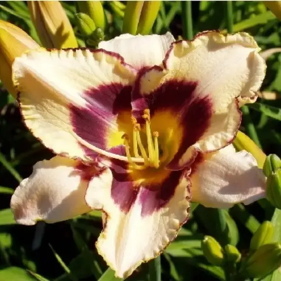 Лилейник Ниппон