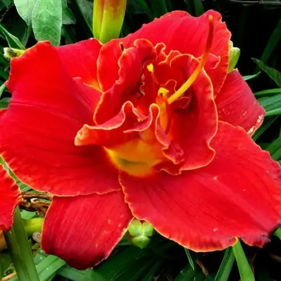 Лилейник Ридикюлос