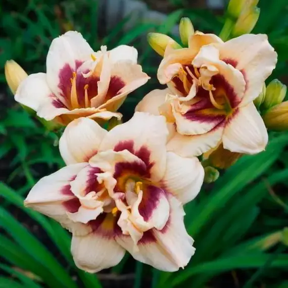 Лилейник Росвита