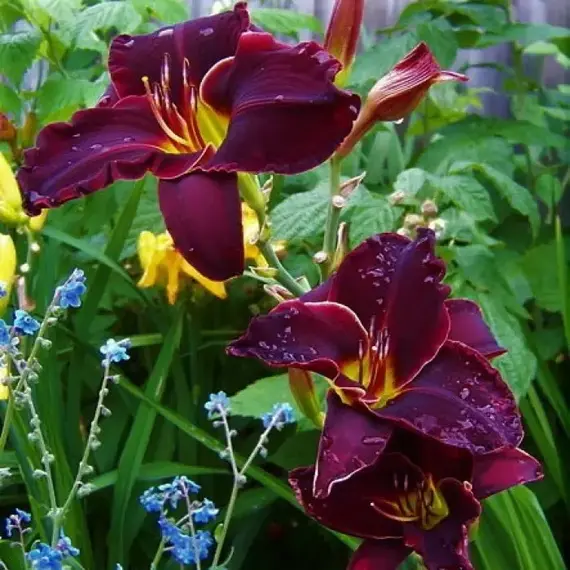 Лилейник Свит Хот Чоколат