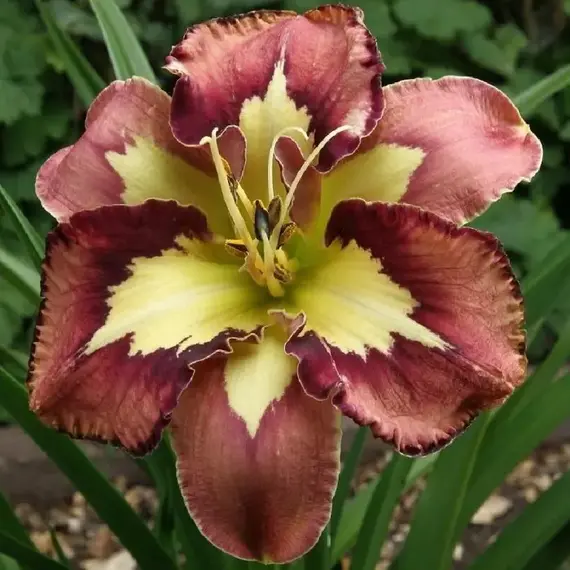 Лилейник Спейскоуст Бихейвиор Пэттерн