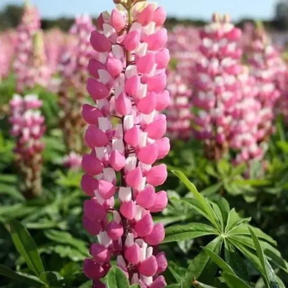 Люпин многолистный Зе Чейтелейн