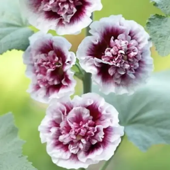 Мальва розовая Крем де Кассис