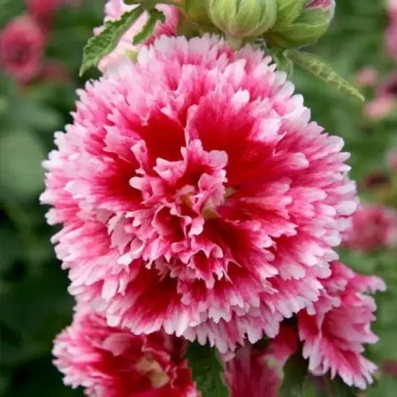 Мальва розовая Фиеста Тайм