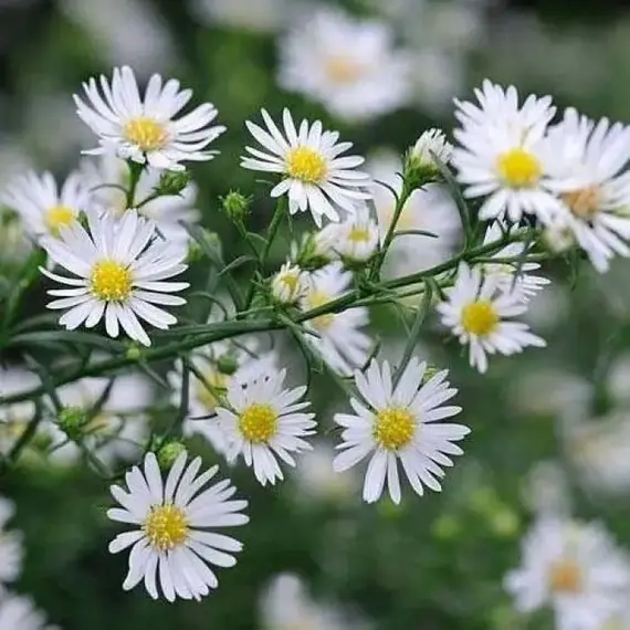 Астра Монте Казино