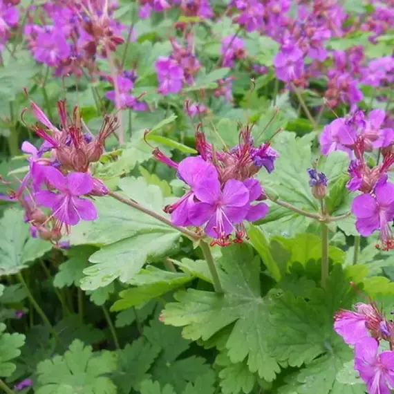 Герань крупнокорневищная