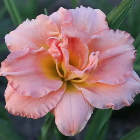 Лилейник Силоам Дабл Классик