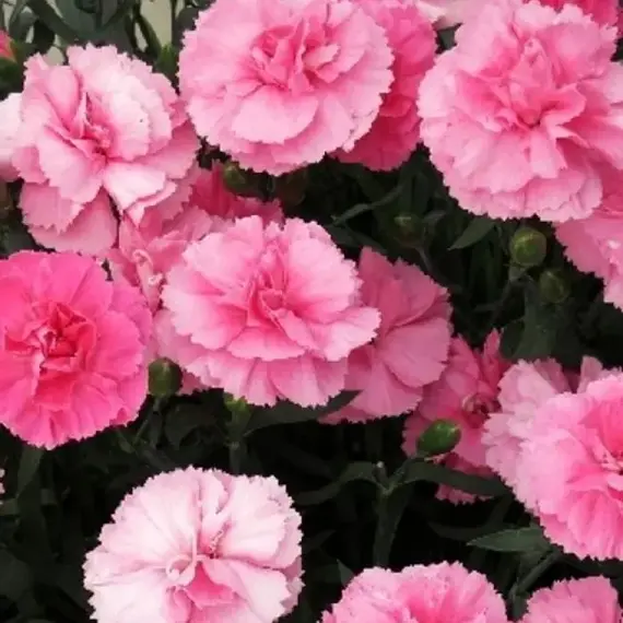 Гвоздика Динамик Пинк