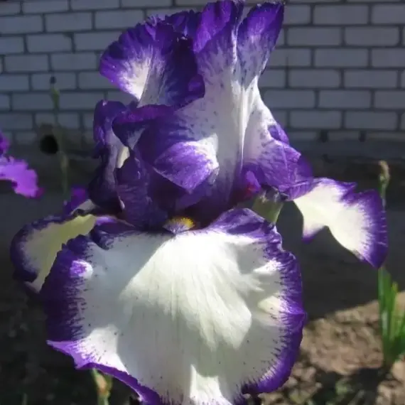 Ирис германский Луп зе Луп