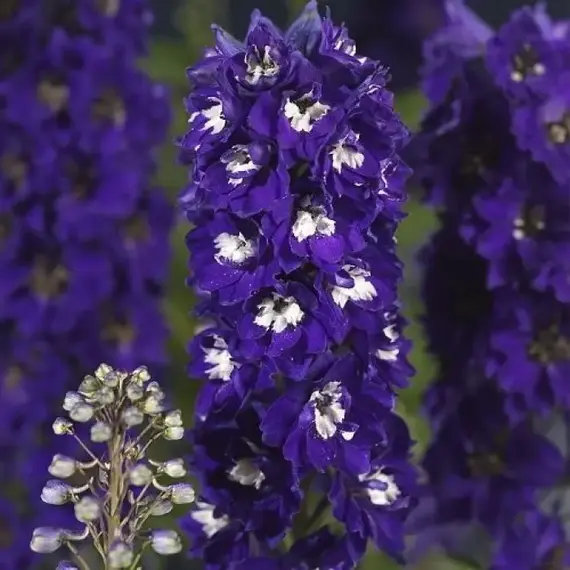 Дельфиниум гибридный Мэджик Фонтейн Дарк Блу Вайт Би