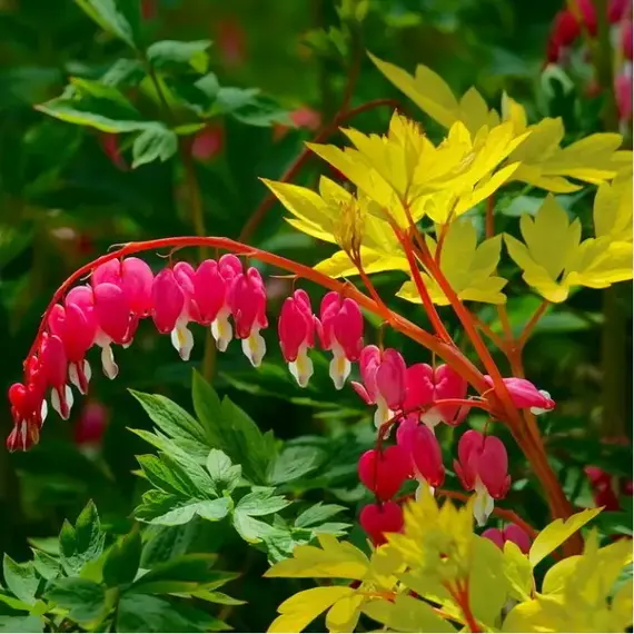 Дицентра Йеллоу Лиф