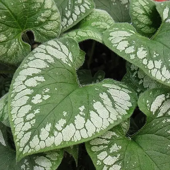 Бруннера крупнолистная Сильвер Вингс