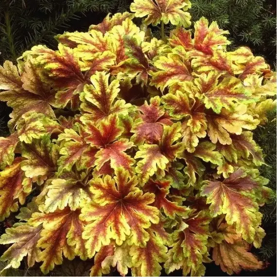 Гейхерелла Голден Зебра