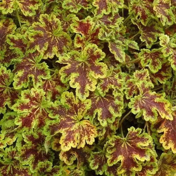 Гейхерелла Солар Пауэ (черенок)