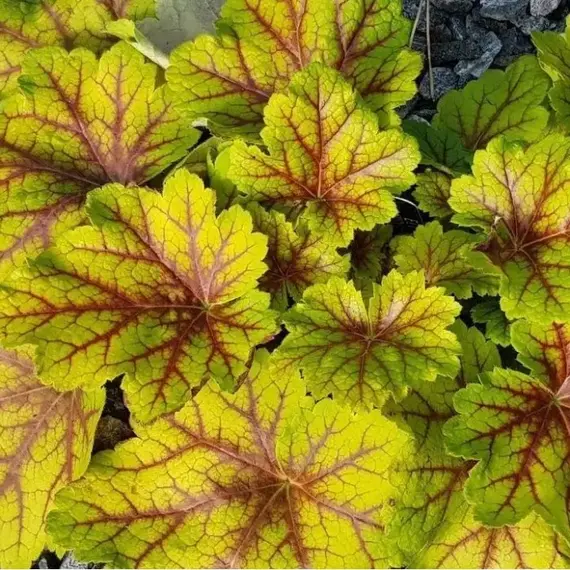 Гейхера Электра