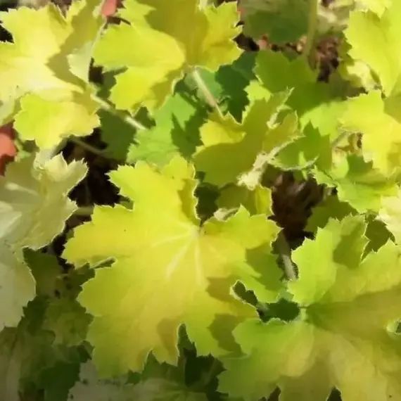 Гейхера Фисташ