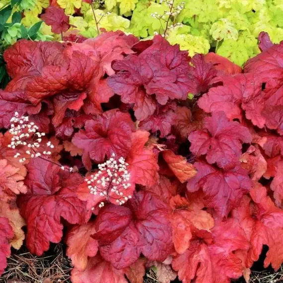 Гейхера Фаер Чиф