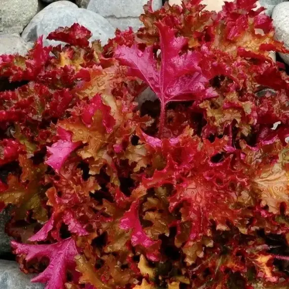 Гейхера Зиппер