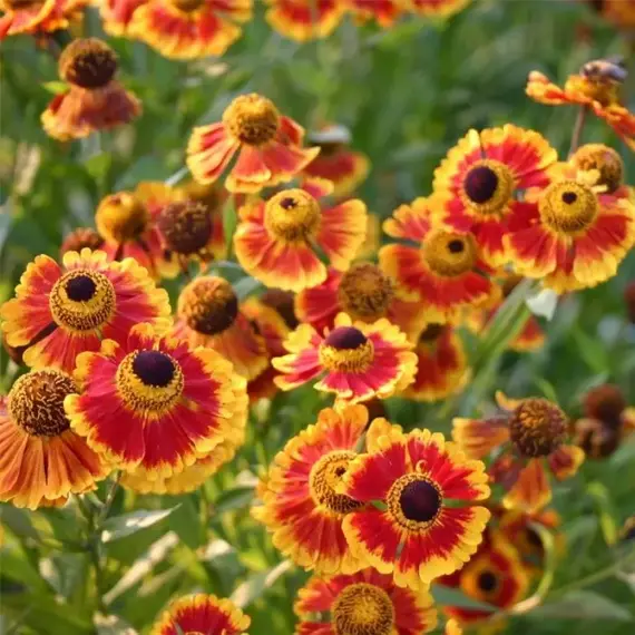 Гелениум Бидермейер