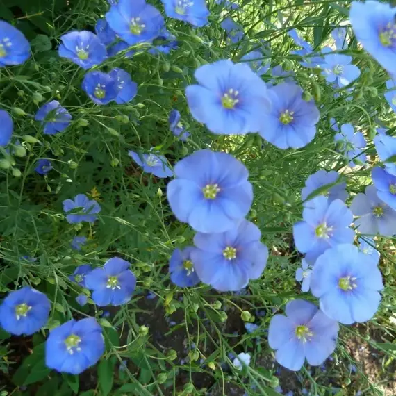 Лен Небесная Лазурь