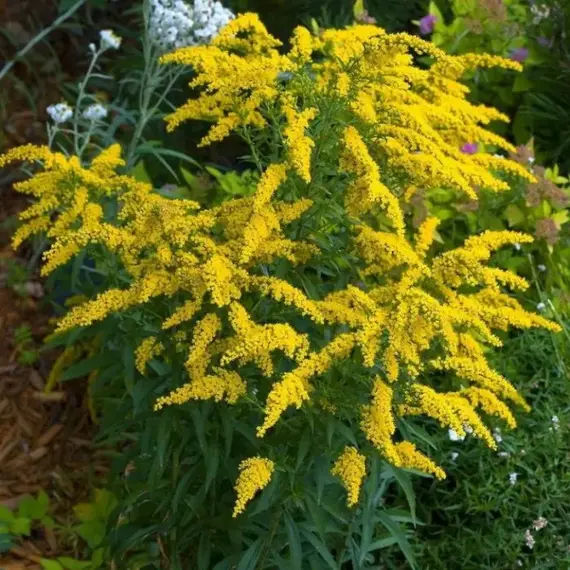 Золотарник гибридный Голд Кинг