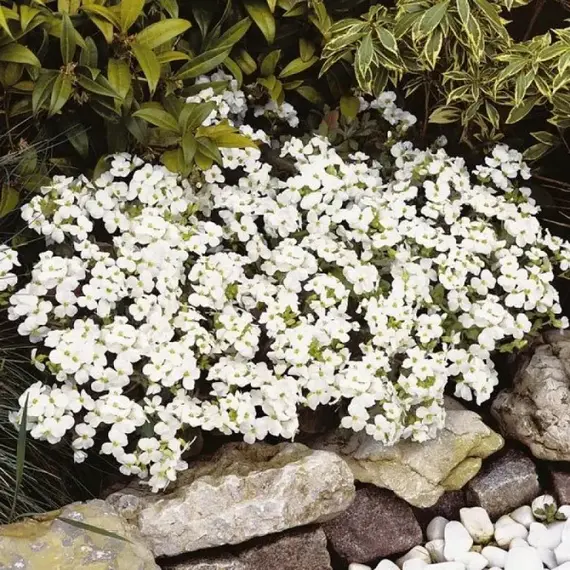 Арабис кавказский Сноуфикс