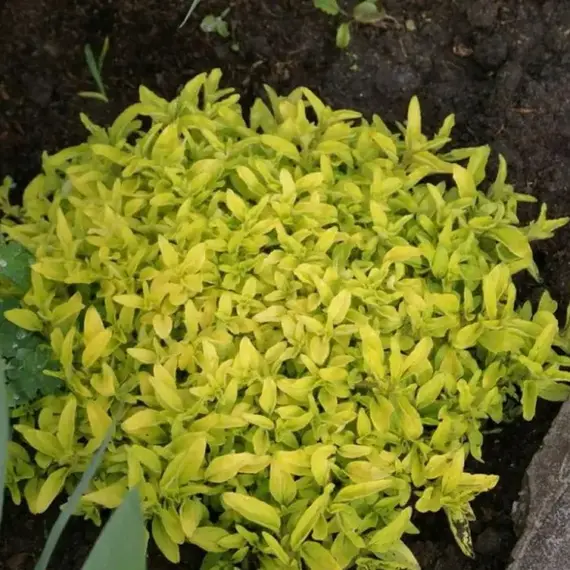 Душица обыкновенная Голдтейлер