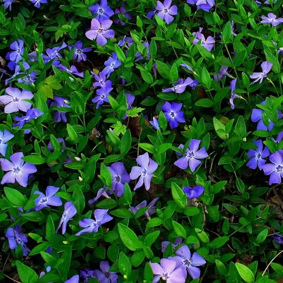 Барвинок малый Ла Грэйв