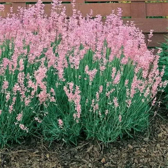 Лаванда узколистная Розеа