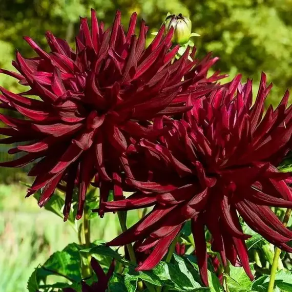 Георгина Нуит Д. Эте кактусовая