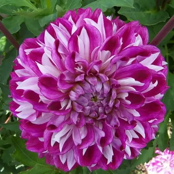 Георгина Оптик Иллюжн