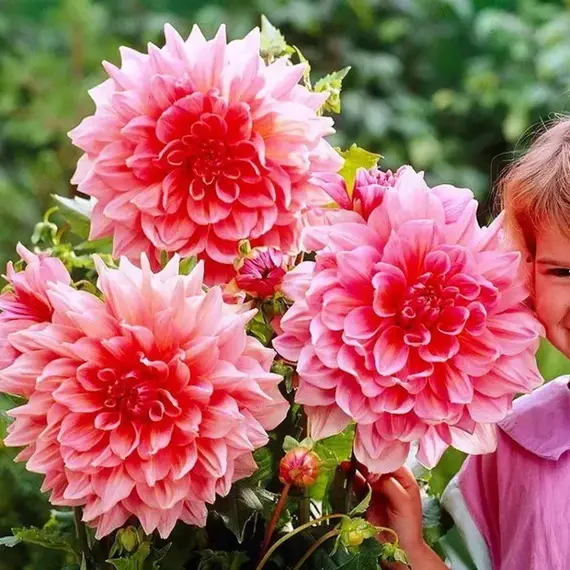 Георгина Оттос Трилл