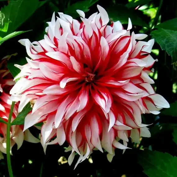 Георгина Пенни Лейн