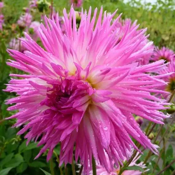 Георгина Популяр Гест