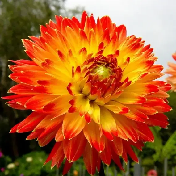 Георгина Процион