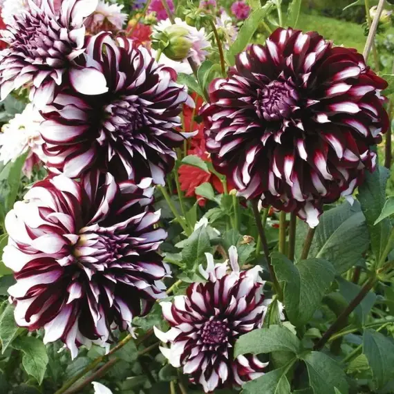 Георгина Тартан