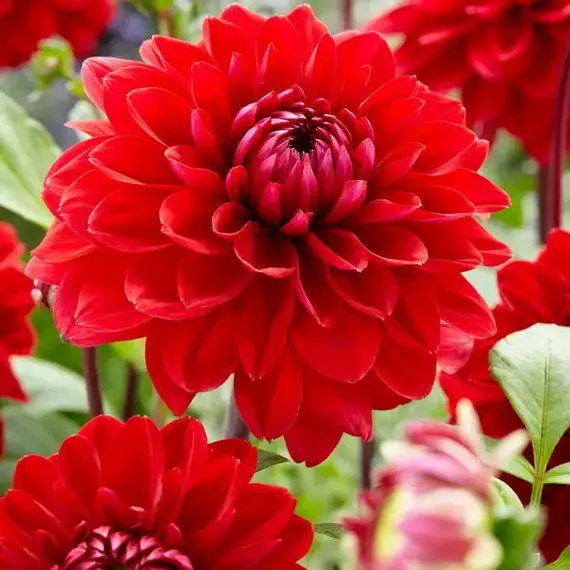 Георгина Филадельфия