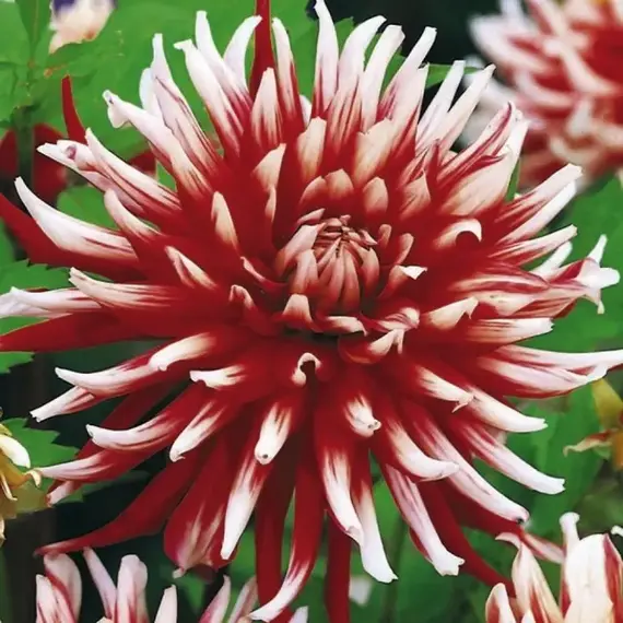 Георгина Фриколе