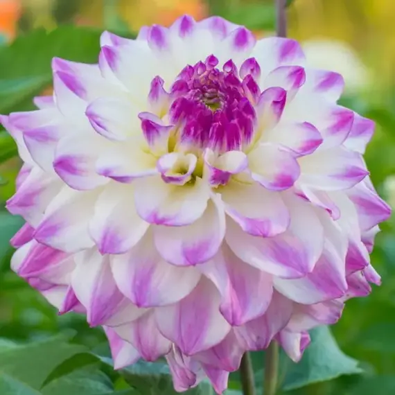 Георгина Хапет Блю Айс