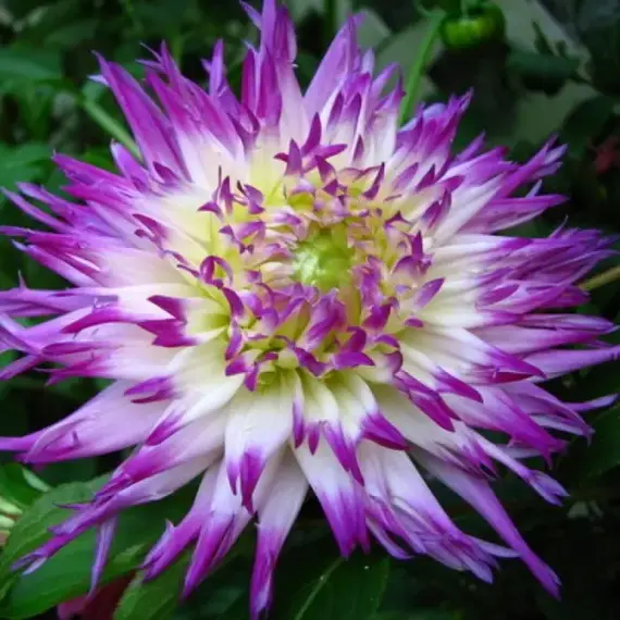 Георгина Веритайбл