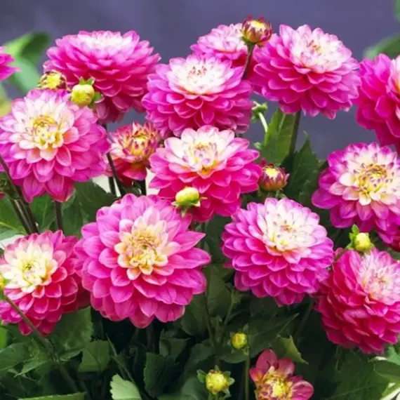 Георгина Мелоди Пинк Аллегро