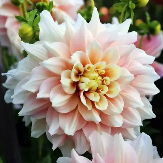 Георгина Брейк Аут