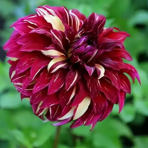 Георгина Спартакус