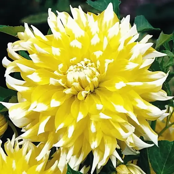 Георгина Гранд При