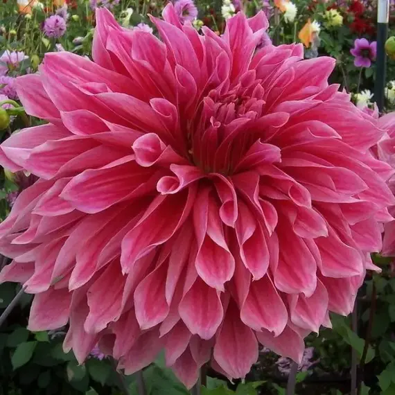 Георгина Стрипед Эмори Пол