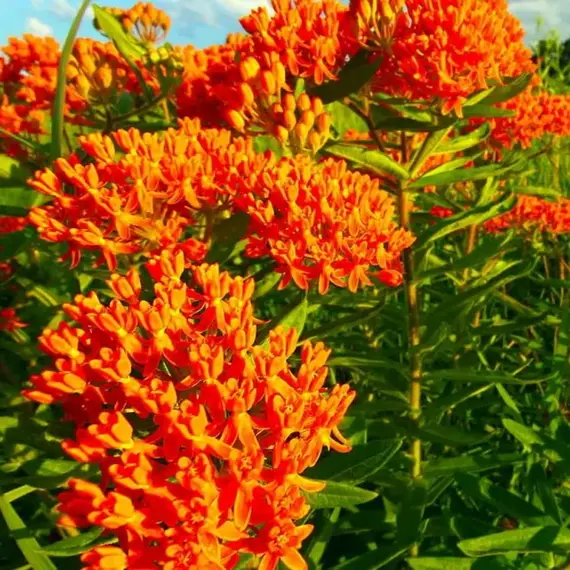 Ваточник туберозовый