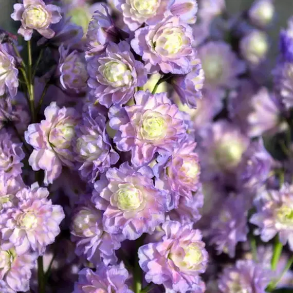 Дельфиниум высокий Хайлендер Неон Сенсейшен