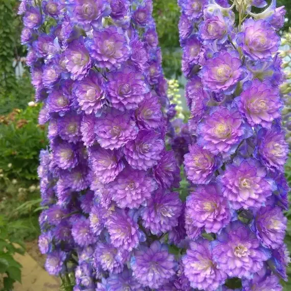 Дельфиниум высокий Хайлендер Свит Сенсейшн